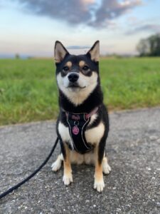 Yuko, Shiba Inu, from Vevey, Switzerland to Chicago, USA