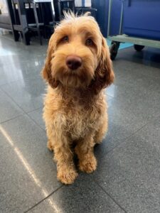 Yuma, Australian Cobberdog, from Melbourne, Australia via Dubai to Zurich, Switzerland