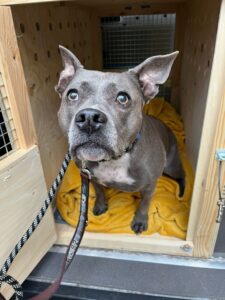 Zara, American Staffordshire, from Zurich, Switzerland to New York, USA