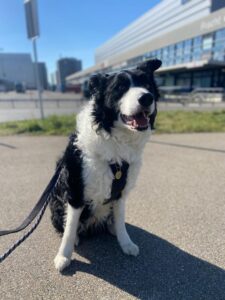 Zeus, Border Collie, from Milton Keynes, UK to Grand-Lancy, Switzerland