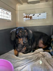 Zoey, Mini Dachshund, from New Delhi, India to Oberwil, Switzerland