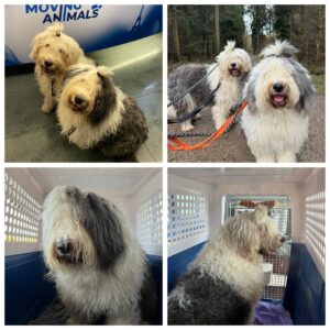 Apache and Cheyenne, Bobtails, from Aesch, Switzerland to Dubai, UAE with Swiss Worldcargo