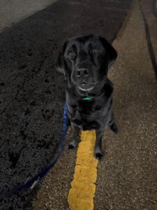 Bandit, female Labrador Retriever, from Vevey, Switzerland to New York, USA