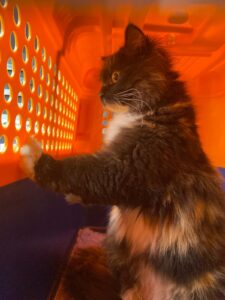 Bella Lee, Siberian, from Los Angeles, USA to Massagno, Switzerland