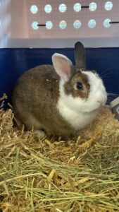 Brownie, Dwarf rabbit, from Lima, Peru to Zurich, Switzerland