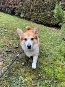 Buko, Corgi, from Mexico City, Mexico to Vevey, Switzerland