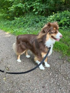 Cacio, Australian Shepard, from Singapore to Apples, Switzerland