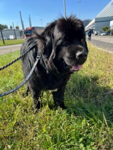 Charlie, Newfoundland, from Zurich, Switzerland to Bangkok, Thailand