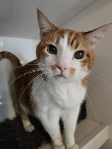 Cosmo, Domestic Shorthair, from Maidenhead, Great Britain to Zug, Switzerland