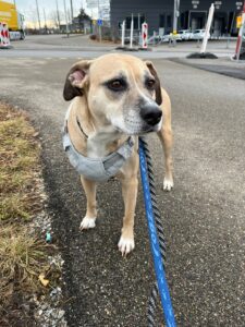 Daisy, Labrador Mix, from Miami, USA to Basel, Switzerland