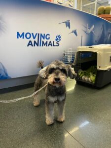 Disney, Mini Schnauzer, from Tokyo, Japan to Zurich, Switzerland