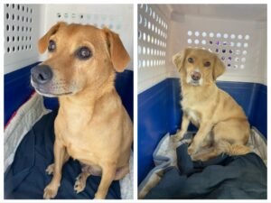 Flopy and Rocket, Mixed Breeds, from Santiago de Chile, Chile to Vevey, Switzerland