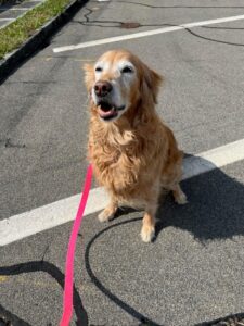 Grace, Golden Retriever, from Lucerne, Switzerland to Chicago, USA