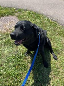 Java, Labrador Retriever, from Winnetka, IL USA to Zollikon, Switzerland