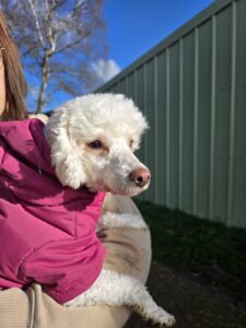 Latte, Poodle, from Maidenhead, Great Britain to Zug, Switzerland