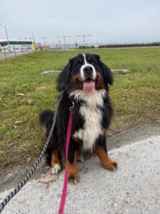 Lego, Bernese Mountain Dog, from Verbier, Switzerland to Washington D.C, USA