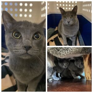 Lola and Nino, from Binningen, Switzerland to Washington D.C, USA, on Swiss Airlines LX72