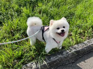 Lucky, Spitz, from Zurich, Switzerland to Abu Dhabi, UAE
