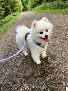 Lucky, Spitz, from Zurich, Switzerland to Abu Dhabi, UAE