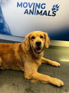 Luna, Golden Retriever, from Zurich, Switzerland to Auckland, New Zealand