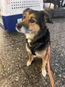 Luna, Mixed Breed, traveling with owner as excess baggage from Zurich, Switzerland to Cancun, Mexico, pet travel guidance service