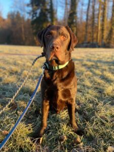 Magnum, Labrador, from Zug, Switzerland to Dubai, UAE