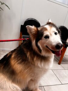 Mojo, Husky, from Geneva, Switzerland to Dubai, UAE