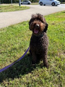 Murphy, Labradoodle, from Chicago, USA to St. Légier, Switzerland
