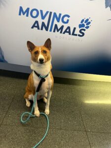 Nala, Basenji, from Laax, Switzerland to San Francisco, USA