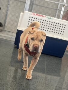 Nala, Shar Pei, from Zurich, Switzerland to Bangkok, Thailand