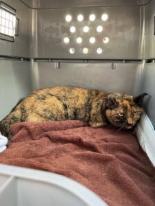 Natasha, DSH, from Houston, USA to Geneva, Switzerland