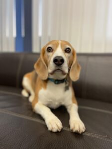 Neptune, Beagle, from Zug, Switzerland to Bethesda, MD, USA