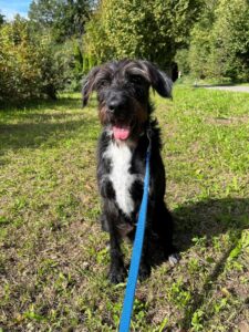 Nobell, Mixed Breed, from Erlenbach, Switzerland to Dubai, UAE