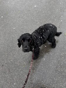 Ocean, English Cocker Spaniel, from Arth, Switzerland to Noosa Heads QLD, Australia