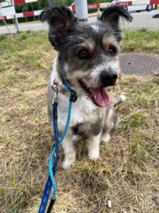 Poppy, Kelpie Mix, from Perth, Australia to Zurich, Switzerland