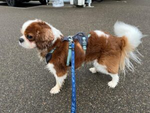 Prince Leo, Cavalier King Charles Spaniel, from Meyrin, Switzerland to Dubai, UAE