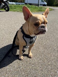 Ramona, French Bulldog, from La Tour-de-Peilz, Switzerland to Medellin, Colombia