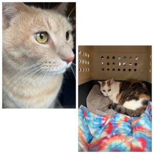 Rubio and 18yrs old Chiringui, from Cypress, TX, USA to Seuzach, Switzerland