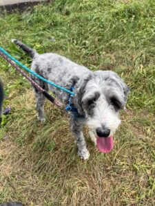 Ruthie, Sheepadoodle, from Boston, USA to Lausanne, Switzerland