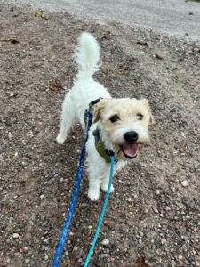 Sherlock, Parson Russell Terrier, together with Eve, from La Croix sur Lutry, Switzerland to Alnmouth, Great Britain