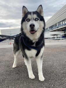 Skye, Siberian Husky, from Epalinges, Switzerland to Midrand, Johannesburg, South Africa