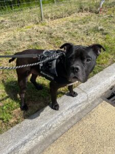 Sonny, American Bully, from Bogota, Colombia to Chancy, Switzerland