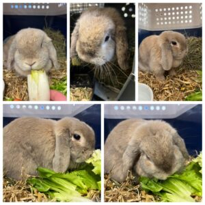 Sophia, Dutch Dwarf Rabbit, from Zurich, Switzerland to Montreal, Canada