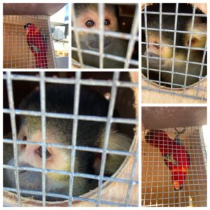 Squirell Monkey and Lory Parrot, from London Zoo, Great Britain to Zoologischer Garten Basel, Switzerland