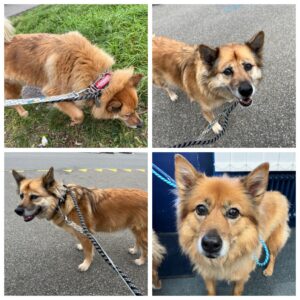 Tommy and Tuppence, from Demi-Quartier, France to Hong Kong