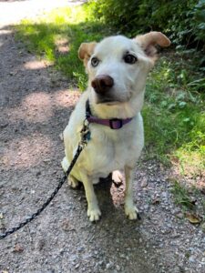 Watson, Husky Mix, from Madetswil, Switzerland to Beloeil, QC, Canada