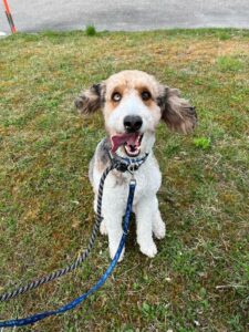 Willow, Bernedoodle, from San Francisco, USA to Basel, Switzerland