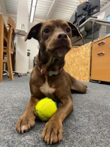 Wyatt, Labrador Mix, from Zurich, Switzerland to Seattle, USA
