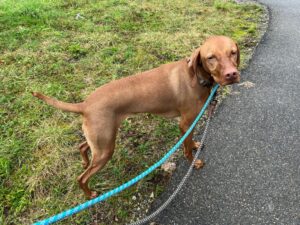 Zoe, Viszla, from New York, USA to Zurich, Switzerland