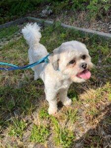 Zorro, Shih Tzu Mix, from Basel, Switzerland to Gaithersburg, MD, USA
